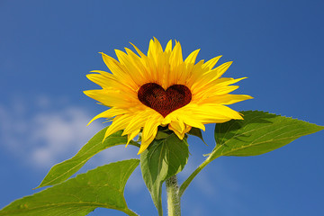 Obraz premium Sonnenblume Herz