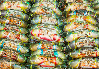 Serrated mud crab (Scylla serrata) tied and row display