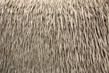 Thatched Roof