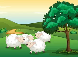 Poster de jardin Ferme Des moutons