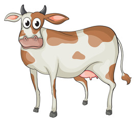 A cow