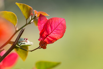 bougainvillea