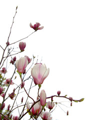 magnolia