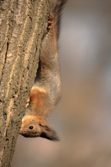squirrel upside down