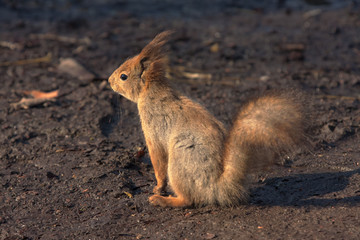 squirrel on the ground