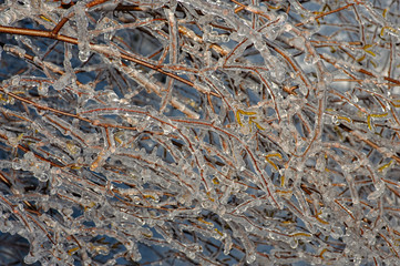 Tree branches frozen in ice