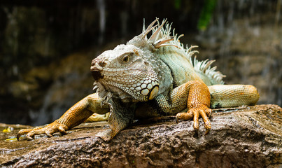 Obraz premium Green Iguana - Iguana on the rock