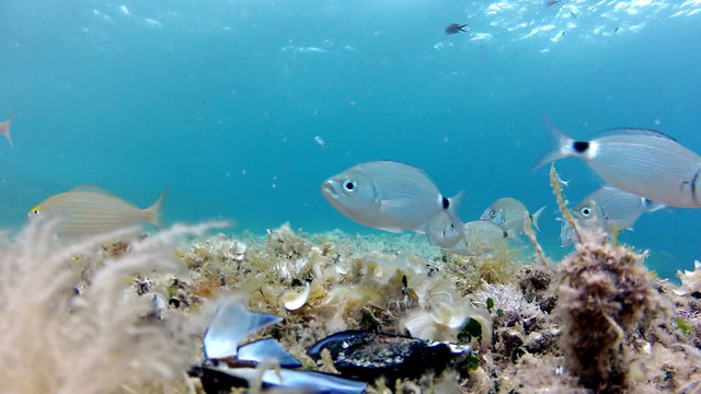 Fish eating on seabed