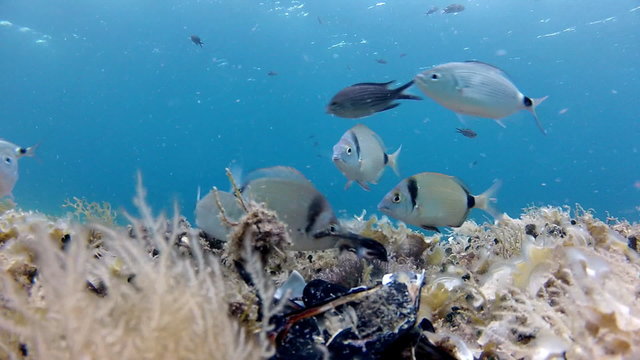 Fish eating shells