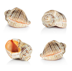 Sea shell