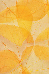 transparent yellow autumn leaves
