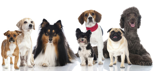 Group of dogs - Gruppe von Hunden