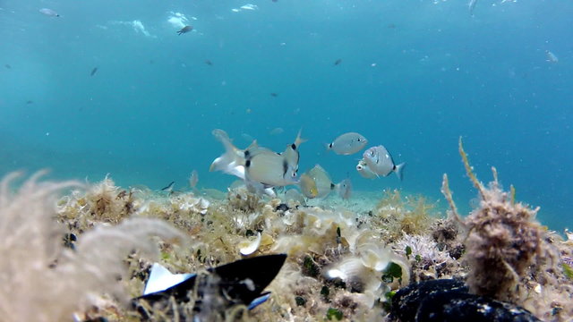 Fish having lunch
