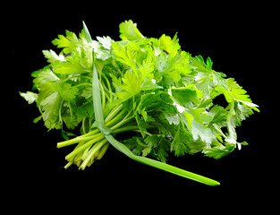 Bunch of fresh green parsley isolated on black background