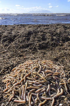 Earthworms close to fishing