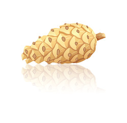 Pinecone on a white background, vector