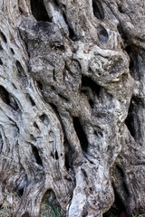 The Bark of an Oil Tree