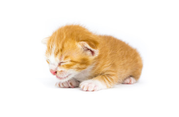 Fototapeta na wymiar cute asia kitty cat
