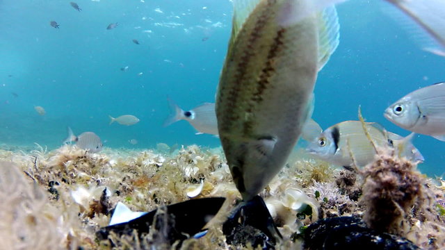 Fish taking the shell