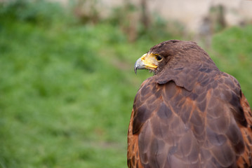 Fototapeta premium Eagle, profile view