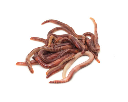 earthworm on a white background