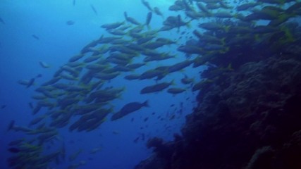 schooling yellow line snapper