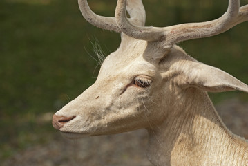 White fallow-deer