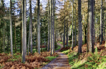 Forest of larch trees on a winter day.