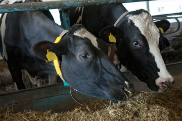 Cows feeding in large cowshed