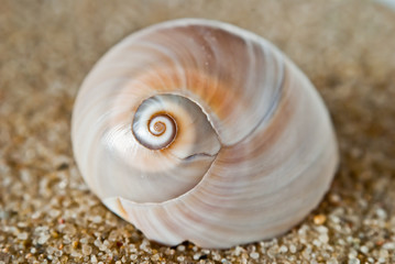Shell 8