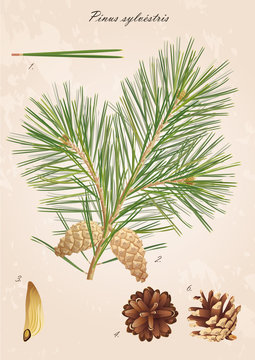 Pine branch with cones, needles and seeds, vector