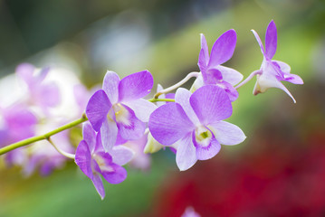 Fototapeta na wymiar orchid flower in the tropical Asian