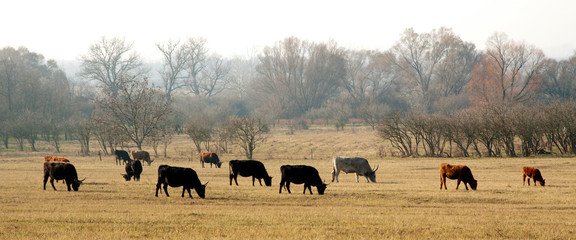Cows on the meadow in autumn