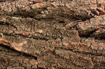 brown bark background