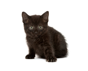 Cute black kitten