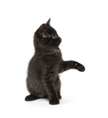 Cute black kitten