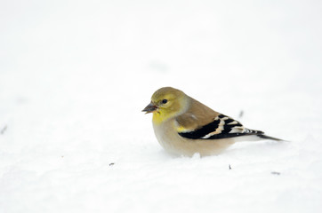 Fototapeta premium Anerican goldfinch in the snow