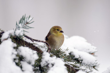 American Goldfinch in the show