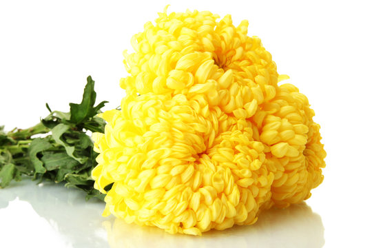 Fototapeta bright yellow chrysanthemums, isolated on white