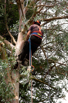 using ropes to climb a blue-gum