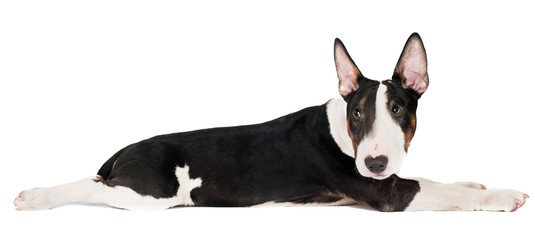 adorable english bull terrier puppy lying down