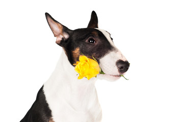 adorable puppy holding a yellow rose