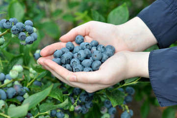 Frische Heidelbeeren selbstpfl&uuml;cken
