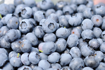 Frische Heidelbeeren selbstpflücken