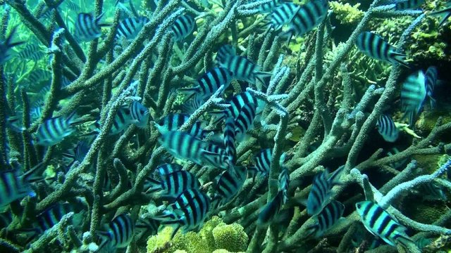 Close up zebra damsel fish