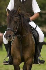 Fototapeta premium horsemanship