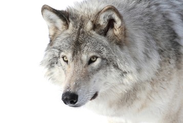 Grauer Wolf Porträt