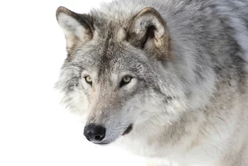 Poster Wolf grijze wolf portret