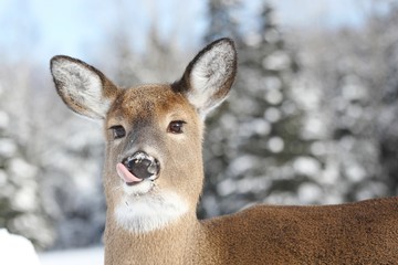 grimace de cerf