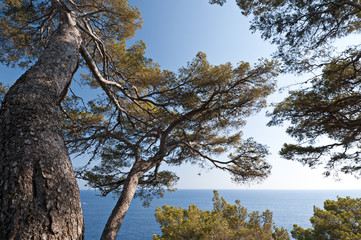 pini marittimi Portofino Italia